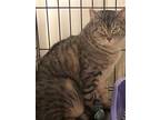 Lou, Domestic Shorthair For Adoption In Amarillo, Texas