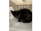 Peppa, Domestic Shorthair For Adoption In Wantagh, New York