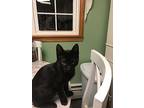 Bumble Bee, Domestic Shorthair For Adoption In Painted Post, New York