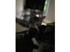 Marshall, Domestic Shorthair For Adoption In Painted Post, New York