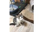 Winnie, Domestic Shorthair For Adoption In Painted Post, New York
