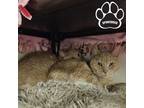 Starsky & Hutch, Domestic Shorthair For Adoption In Tangent, Oregon
