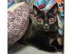 Cynder, Domestic Shorthair For Adoption In Tangent, Oregon