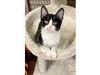 Laguna, Domestic Shorthair For Adoption In West Hills, California