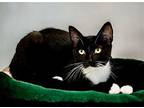 Kahula, Domestic Shorthair For Adoption In West Hills, California