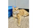 Brenda, Domestic Shorthair For Adoption In Aberdeen, South Dakota