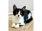 Charlotte, Domestic Shorthair For Adoption In Frisco, Texas