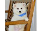 American Eskimo Dog Puppy for sale in Anderson, MO, USA