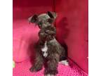 Schnauzer (Miniature) Puppy for sale in Eastman, GA, USA