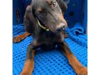 Doberman Pinscher Puppy for sale in Eastman, GA, USA