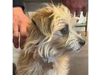 Adopt Trixie a Miniature Poodle, Cairn Terrier