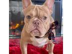 French Bulldog Puppy for sale in Las Vegas, NV, USA