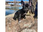 French Bulldog Puppy for sale in Castle Rock, CO, USA