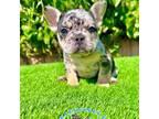 Sky (Merle French Bulldog)