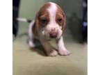Beagle Puppy for sale in Arvin, CA, USA