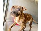 Adopt PALOMA a Pit Bull Terrier
