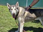 Adopt BETSY a Siberian Husky