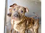 Adopt PATRICK a Pit Bull Terrier