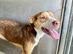 Adopt VERONICA a Pit Bull Terrier, Mixed Breed
