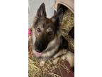 Adopt Sequoia a German Shepherd Dog