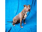 Adopt MISS POTATO HEAD a Pit Bull Terrier, Mixed Breed