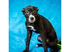 Adopt HERSHEY a Pit Bull Terrier