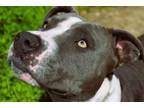 Adopt Keyshia a American Staffordshire Terrier