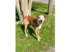 Adopt Fern a Coonhound, Catahoula Leopard Dog