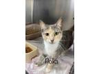 Adopt Polka a Domestic Short Hair