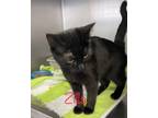 Adopt Zilla a Domestic Short Hair