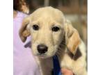 Adopt Clover a Labrador Retriever, Poodle