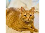 Adopt Tara a Domestic Short Hair, American Bobtail