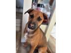 Adopt Amber a Mixed Breed