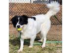 Adopt Pudge a Border Collie