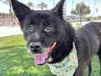 Adopt BEAUTY a Chow Chow, Mixed Breed
