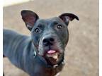 Adopt LUNA MARIE* a Pit Bull Terrier, Mixed Breed