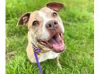 Adopt DELILAH a Pit Bull Terrier, Mixed Breed