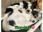 Adopt Ledi & Dude a Terrier