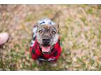 Adopt Fay a American Staffordshire Terrier, Dachshund