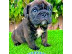 Tank (Brindle English Bulldog)