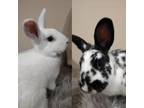 Adopt Pulga & Fern a English Spot, Bunny Rabbit