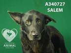 Adopt SALEM a German Shepherd Dog, Mixed Breed