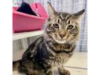 Adopt Charles a Domestic Medium Hair, Bengal