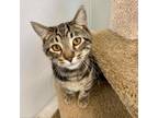 Adopt Alex a Domestic Short Hair, Bengal