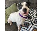 Adopt Dora a Pit Bull Terrier