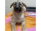 Adopt Annie a German Shepherd Dog, Belgian Shepherd / Malinois