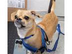 Adopt TEDDY a Pug, Mixed Breed