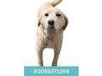 Adopt Ivory a Great Pyrenees, Akbash
