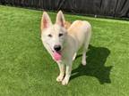 Adopt MAREE a German Shepherd Dog, Siberian Husky