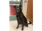 Adopt SQUIRT a Labrador Retriever